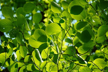 若葉　新緑　葉　