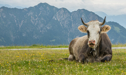 Close-up of an Austrian Cow with horns lying down in the grass with mountains in de background. Summer, day, Alps.