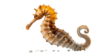 The sea horse isolated on transparent background. 3D render.