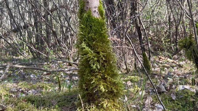  Shaggy moss is like a green beard on a young and thin birch.