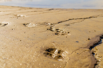 footsteps on the sand