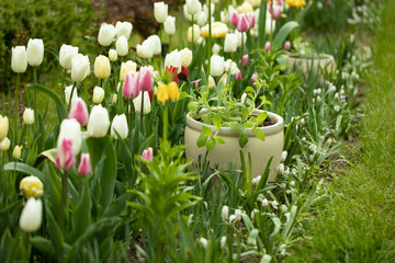 tulipanowa rabata z donicami pełna kwiatów