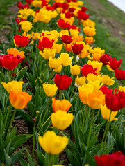 Field of Tulips in Spring