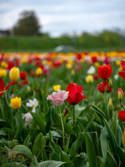 Fototapeta premium Field of Tulips in Spring