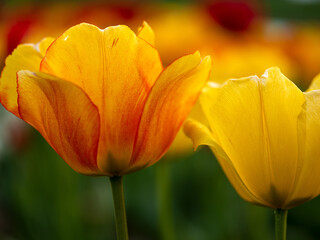 Field of Tulips in Spring