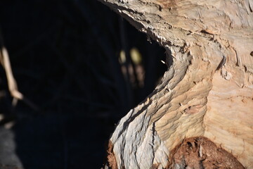 Biber, Baum, Winter, Baumstamm, nagen, Stamm, angenagt, Zahn, Nagespur, Nagespuren, angenagt, fällen, Europäischer Biber, Span, Späne, Holz, Holzspäne, Holzspan, Nagetier, Teich, Rinde, Baumrinde, Jah