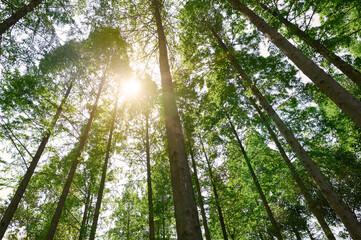 Obraz premium Straight trees in the forest, dazzling sunlight