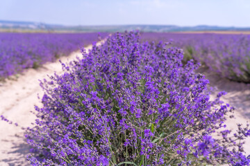 View of a row of fragrant purple lavender in a field