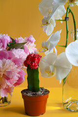 Aesthetic Citrus and Floral Stock Image with Orchids, Cactus, Grapefruits, and Lime in Yellow or Red Background
