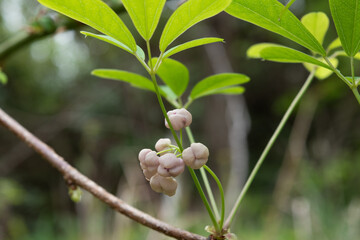 buds of Akebia quinata