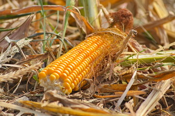 futtermais maisfeld maisernte nachhaltig ölologischer Anbau landwirtschaft 