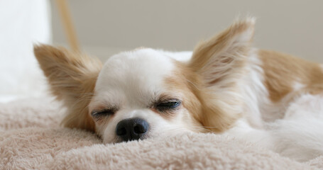 Little cute chihuahua dog with comfy bed easy relax sleeping look at camera. Close-up puppy lying...