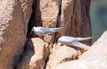 Sterna comune (Sterna hirundo)