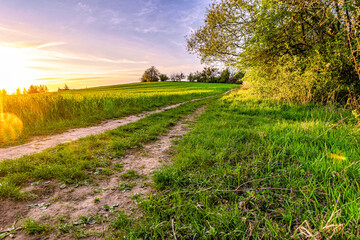 Obraz premium Green spring sown field and sunset sky