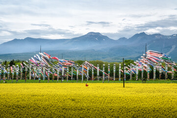 栃木県那須町　那須ハートフルファームの菜の花畑と鯉のぼり