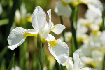 Naklejka na ściany i meble White iris flowers in the field (Close up macro photograph on a sunny outdoor)