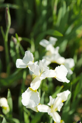 White iris flowerhead (Close up macro photograph on a sunny outdoor)