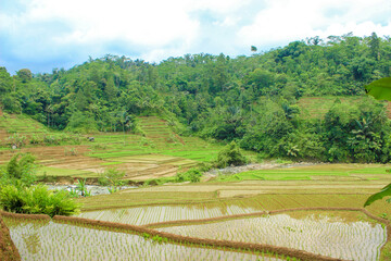 Verdant Rice Paddy Landscape. Rural Tranquility of Paddy Fields