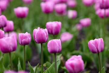 Beautiful bright colorful pink Spring pink tulips. Field of tulips. Tulip flowers blooming in the garden. Panning over many tulips in a field in spring. Colorful field of flowers in nature