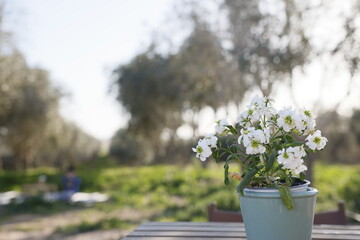 a flower on a picninc table