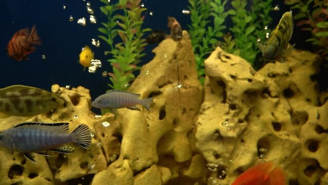 Colourfull fishes in the aquarium. Domestic fish swims. A pet. Underwater world at home.