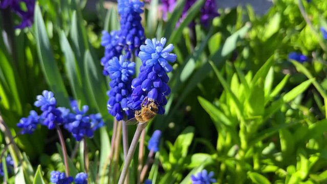 A bee on a blue grape hyacinth in green nature, pollinating a hepatica in the garden