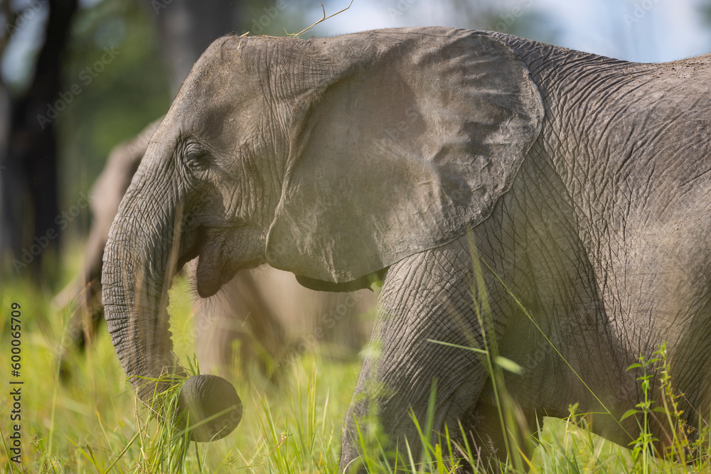 Wall mural Close up of Elephant grazing on plants in natural African habitat