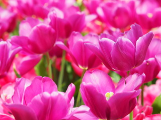 Fototapeta na wymiar Pink Tulips