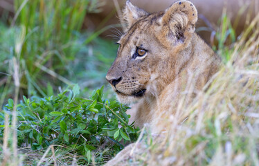 Single Lion cub resting in long grass in natural African bush land habitat