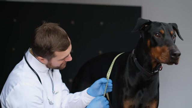 A bearded attractive veterinarian measures the breast size of a large purebred dog with a ruler