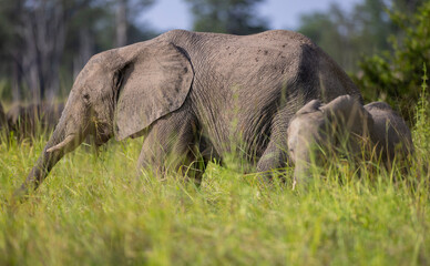 Naklejka na ściany i meble Medium shot of Elephant herd grazing on grassland in South Luangwa national park, Zambia
