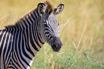 Fototapeta na wymiar Close up of wild zebra in natural African habitat 