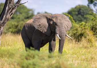 Fototapeta na wymiar Single Elephant grazing in its natural African bush land habitat