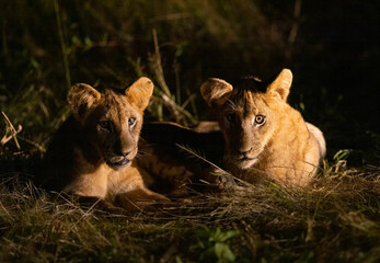Lion cubs play fighting seen with flashlight during night time game drive