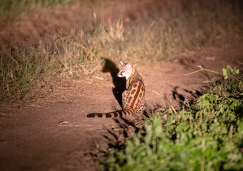 Rare sighting of a Genet seen under flashlight in natural African habitat 