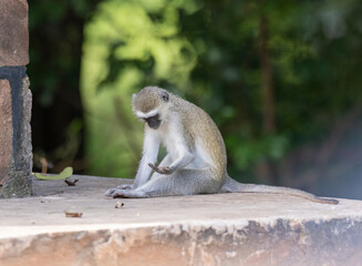 Young baboon looking down with open hand in natural African habitat