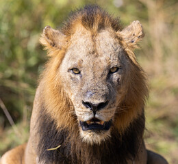 Big male adult Lion seen in natural habitat