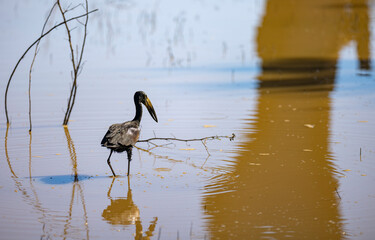 African open billed stork searching for food in natural African wetland habitat