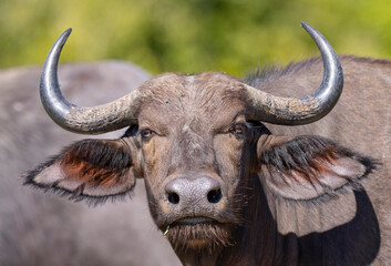 Close up view of Buffalo grazing in natural African bush land habitat