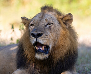 Close up of big male adult Lion seen in natural habitat