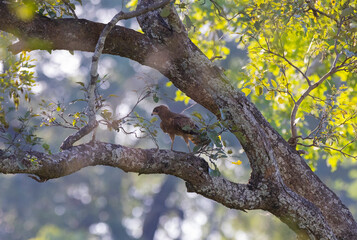 Black kite bird of prey perched in tree with prey in natural African habitat
