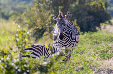 Close up of wild zebra with foal in natural African habitat 