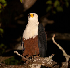 African fish eagle perched in a tree under flashlight during night time game drive in natural African habitat