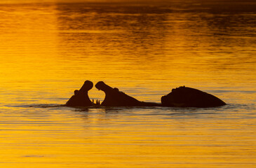Hippos fighting in the water with sunset background in natural African habitat
