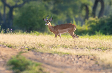 Naklejka na ściany i meble Long shot of Impala foraging for food in natural African bushland habitat
