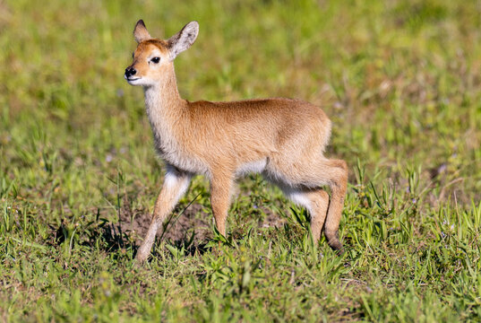 Puku fawn foraging for food in natural African bushland habitat