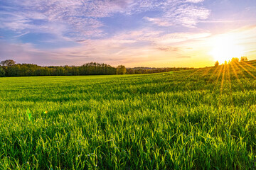 Green spring sown field and sunset sky