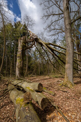 BROKEN TREE - Beech forest after the hurricane