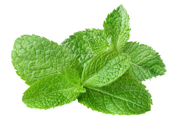 Delicious mint leaves cut out