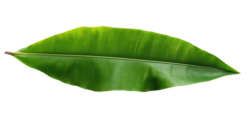 Fototapeta premium Close-up of a green tropical banana palm leaf, Generative AI